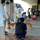 Dịch vụ chó Shiba đón khách ở sân bay Nhật Bản